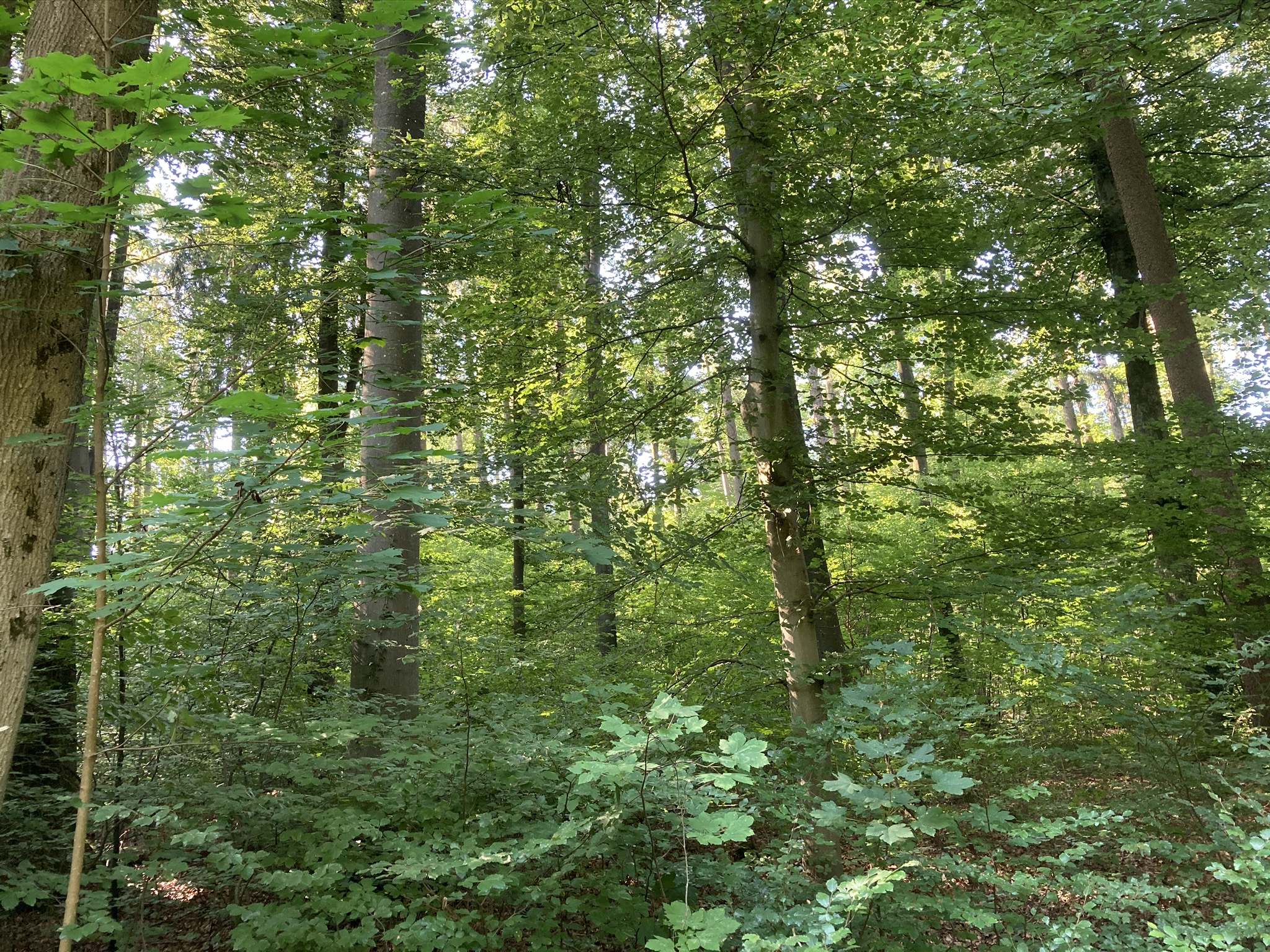 Forest Resources Management period